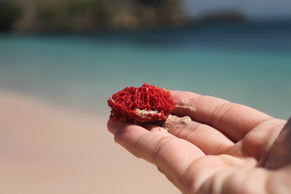 A Dead Red Coral