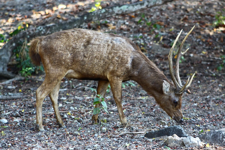 A Male Deer