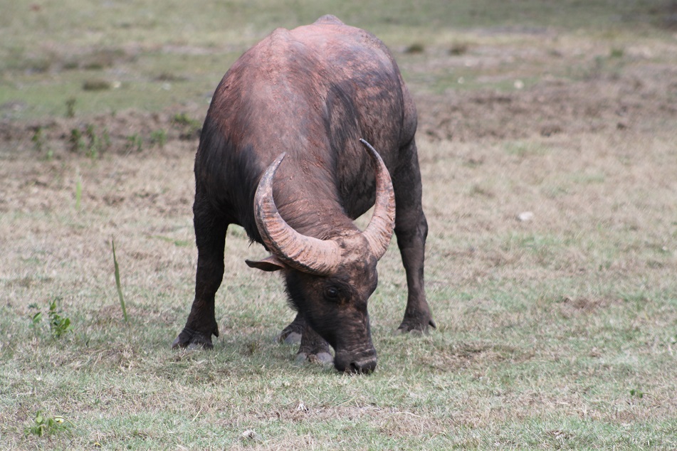 Wild Buffalo, One of Komodo Dragons' Favorite Preys
